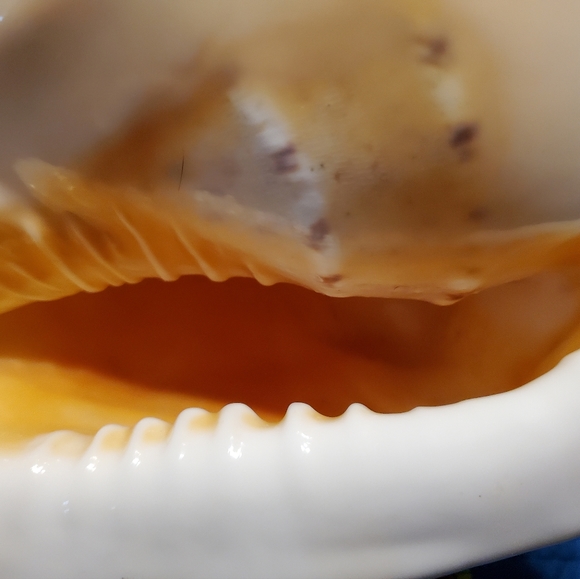 Large Beautiful Natural Conch Shell 9 Inches - Picture 4 of 9